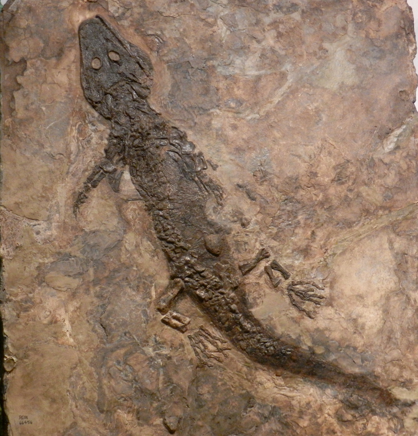 fossil [540 kb]