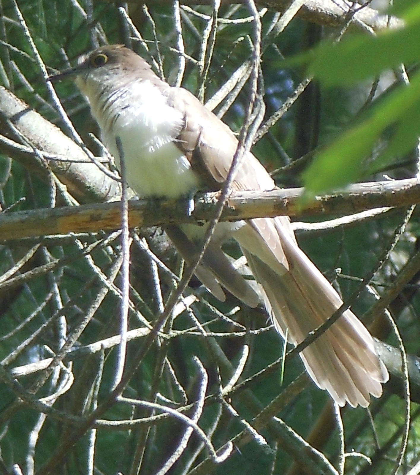 juvenile cuckoo in esker [349 kb]