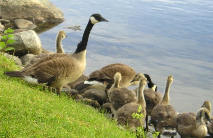 Canada geese [59 kb]