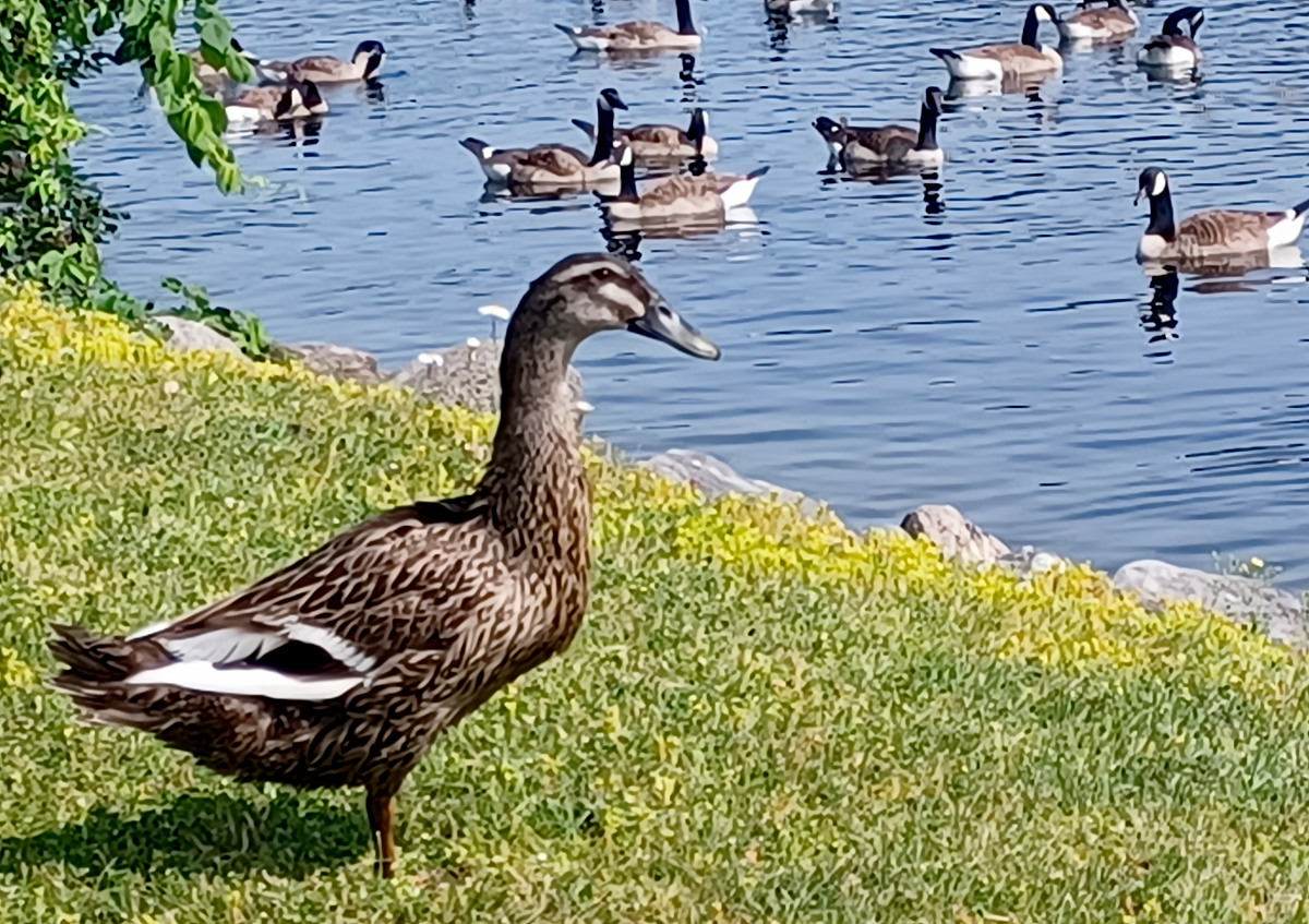 Indian runner duck [390 kb]