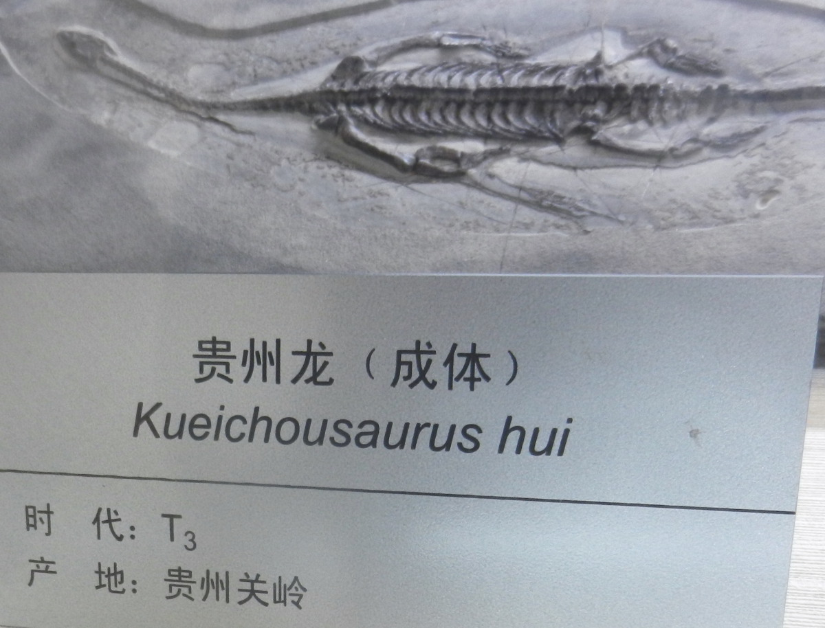 Keichousaur Fossil Small Metal Display Label #1821 8o 