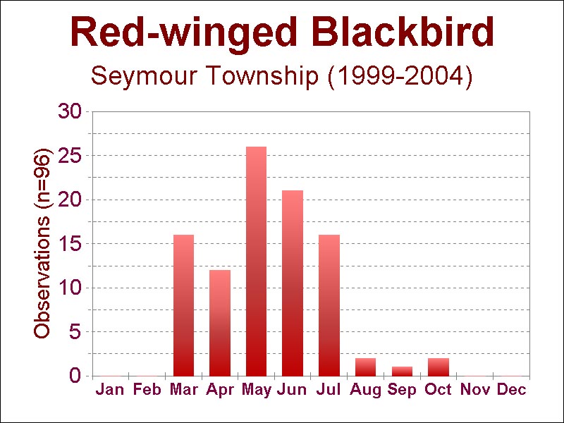 red-winged blackbird [87 kb]