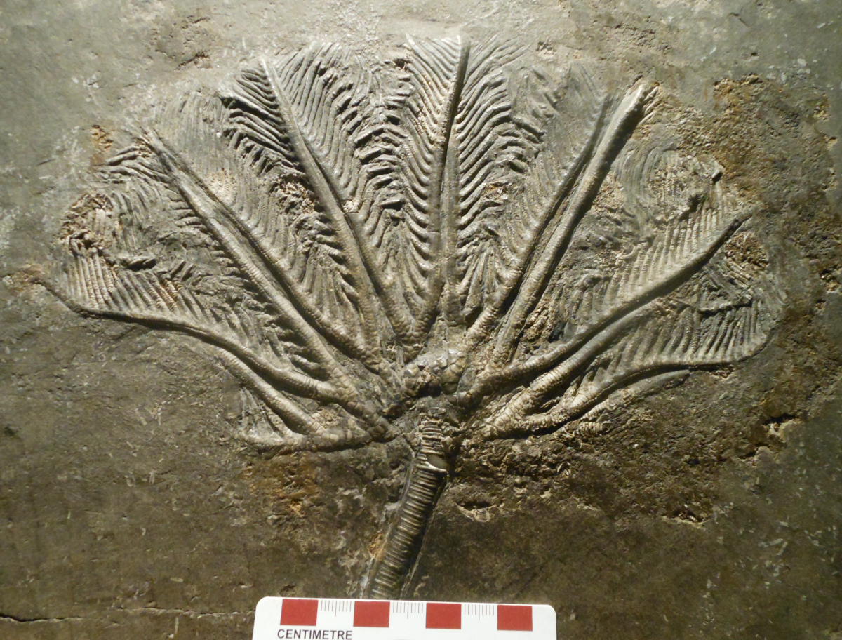 Crinoid fossil with calyx from China